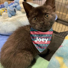 Load image into Gallery viewer, Dog or Cat pet collar (no scarf